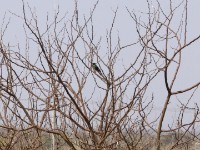 Nile Valley Sunbird (Hedydipna metallica)