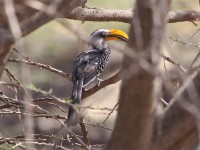 Eastern Yellow-billed Hornbill (Tockus flavirostris)