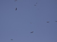 White-backed Vulture (Gyps africanus)