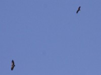 White-backed Vulture (Gyps africanus) Egyptian Vulture (Neophron percnopterus)