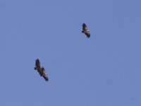 White-backed Vulture (Gyps africanus)