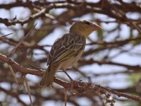 Rüppell's Weaver (Ploceus galbula)