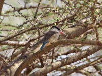 Striped Kingfisher (Halcyon chelicuti)