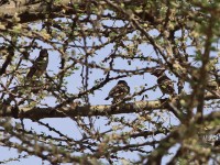 Cut-throat Finch (Amadina fasciata)