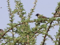 Somali Bulbul (Pycnonotus somaliensis)