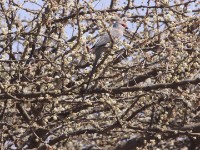 Blue-naped Mousebird (Urocolius macrourus)