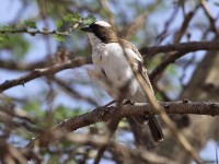 White-browed Sparrow-Weaver (Plocepasser mahali)