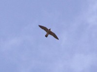 Peregrine Falcon (Falco peregrinus)