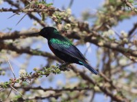Shining Sunbird (Cinnyris habessinicus)
