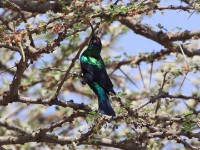 Shining Sunbird (Cinnyris habessinicus)
