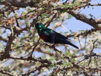 Shining Sunbird (Cinnyris habessinicus)