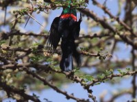 Shining Sunbird (Cinnyris habessinicus)