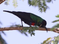 Shining Sunbird (Cinnyris habessinicus)