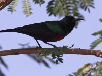 Shining Sunbird (Cinnyris habessinicus)