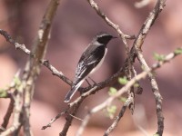 Black-eared Wheatear (Oenanthe hispanica)