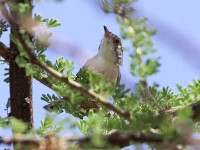 Red-fronted Warbler (Urorhipis rufifrons)