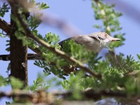 Red-fronted Warbler (Urorhipis rufifrons)