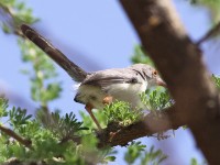 Red-fronted Warbler (Urorhipis rufifrons)