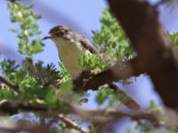 Red-fronted Warbler (Urorhipis rufifrons)