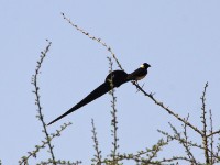 Long-tailed Paradise Whydah (Vidua paradisaea)