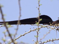 Long-tailed Paradise Whydah (Vidua paradisaea)