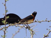 Long-tailed Paradise Whydah (Vidua paradisaea)