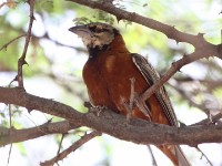 Chestnut Weaver (Ploceus rubiginosus)
