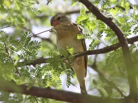 Red-billed Quelea (Quelea quelea)