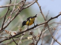 Nile Valley Sunbird (Hedydipna metallica)