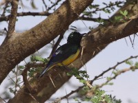 Nile Valley Sunbird (Hedydipna metallica)