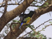 Nile Valley Sunbird (Hedydipna metallica)