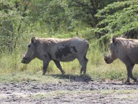 Common Warthog (Phacochoerus africanus)