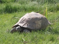 Big Tortoise