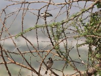 Black-throated Barbet (Tricholaema melanocephala)