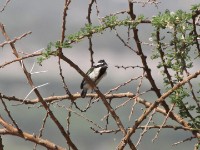 Black-throated Barbet (Tricholaema melanocephala)