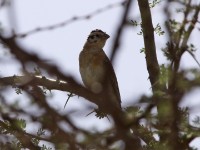 Somali Bunting (Emberiza poliopleura)