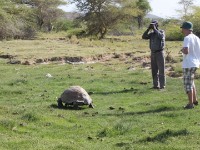 Big Tortoise