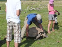 Big Tortoise