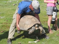 Big Tortoise