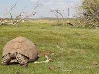 Big Tortoise