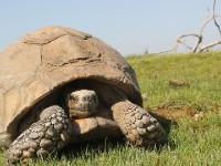 Big Tortoise