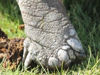 Big Tortoise