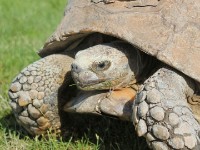 Big Tortoise