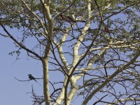 Abyssinian Roller (Coracias abyssinicus) Northern Carmine Bee-eater (Merops nubicus)