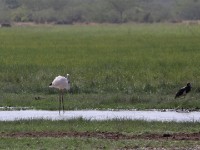 Greater Flamingo (Phoenicopterus roseus) Abdim's Stork (Ciconia abdimii)