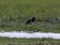 Abdim's Stork (Ciconia abdimii)