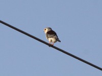 Pygmy Falcon (Polihierax semitorquatus)