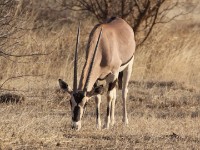 East African Oryx (Oryx beisa) Beisa