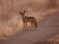 Black-backed Jackal (Canis mesomelas)