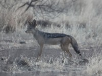 Black-backed Jackal (Canis mesomelas)